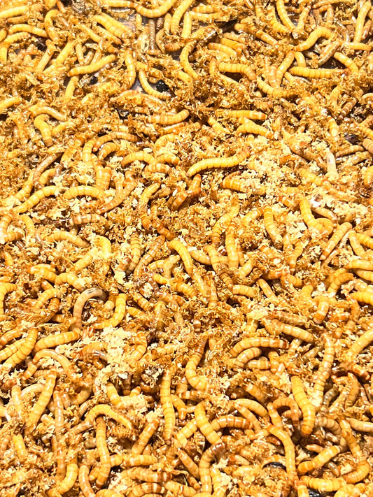 Fresh Home-Bred Mealworms – Fridge Hibernated (50g & 100g)
