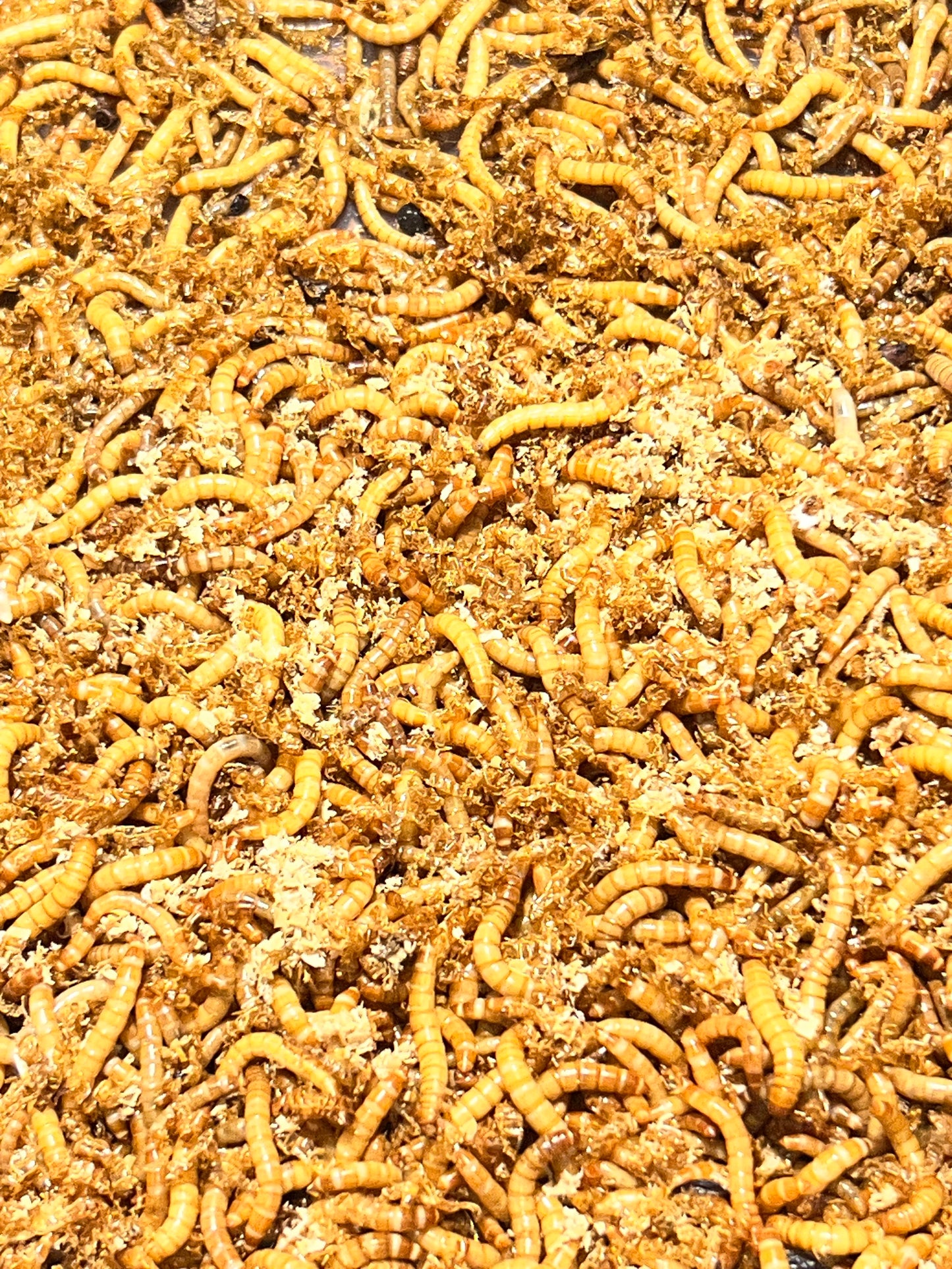 Fresh Home-Bred Mealworms – Fridge Hibernated (50g & 100g)