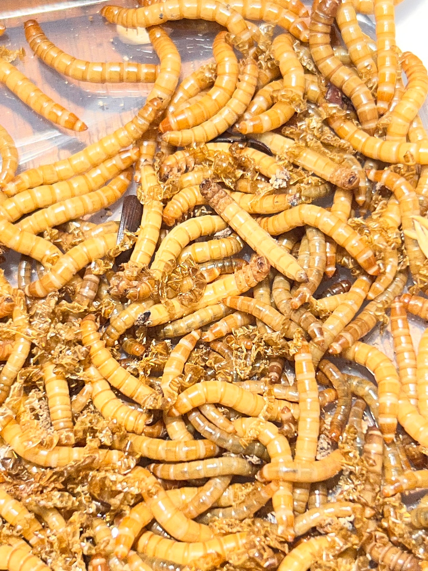 Fresh Home-Bred Mealworms – Fridge Hibernated (50g & 100g)