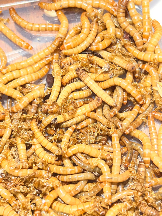 Fresh Home-Bred Mealworms – Fridge Hibernated (50g & 100g)